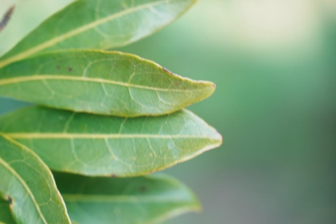 【これ1本で】SONY E18-135mm OSS 便利ズーム 812