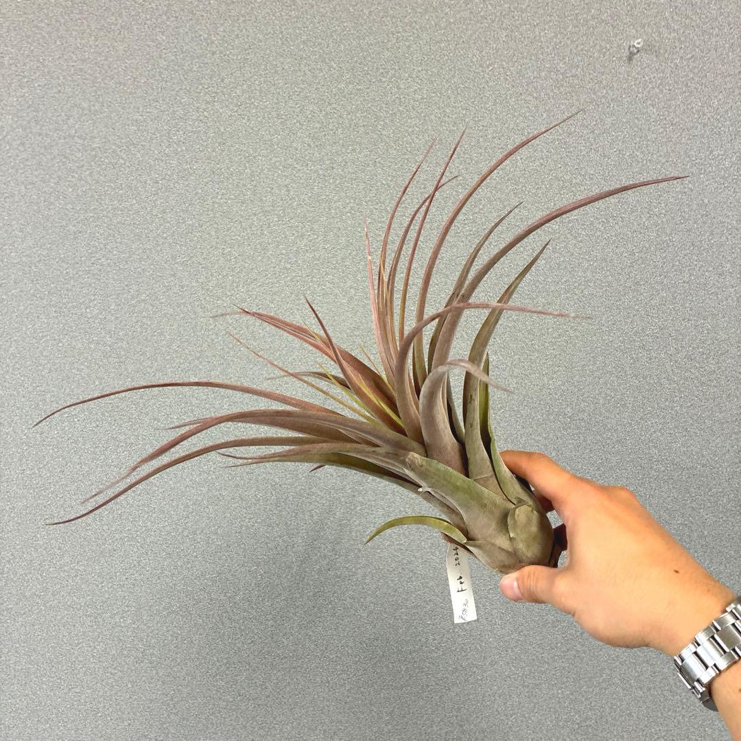 超希少❗️交配種❗️エアプランツ　チランジア　ラブノット✨