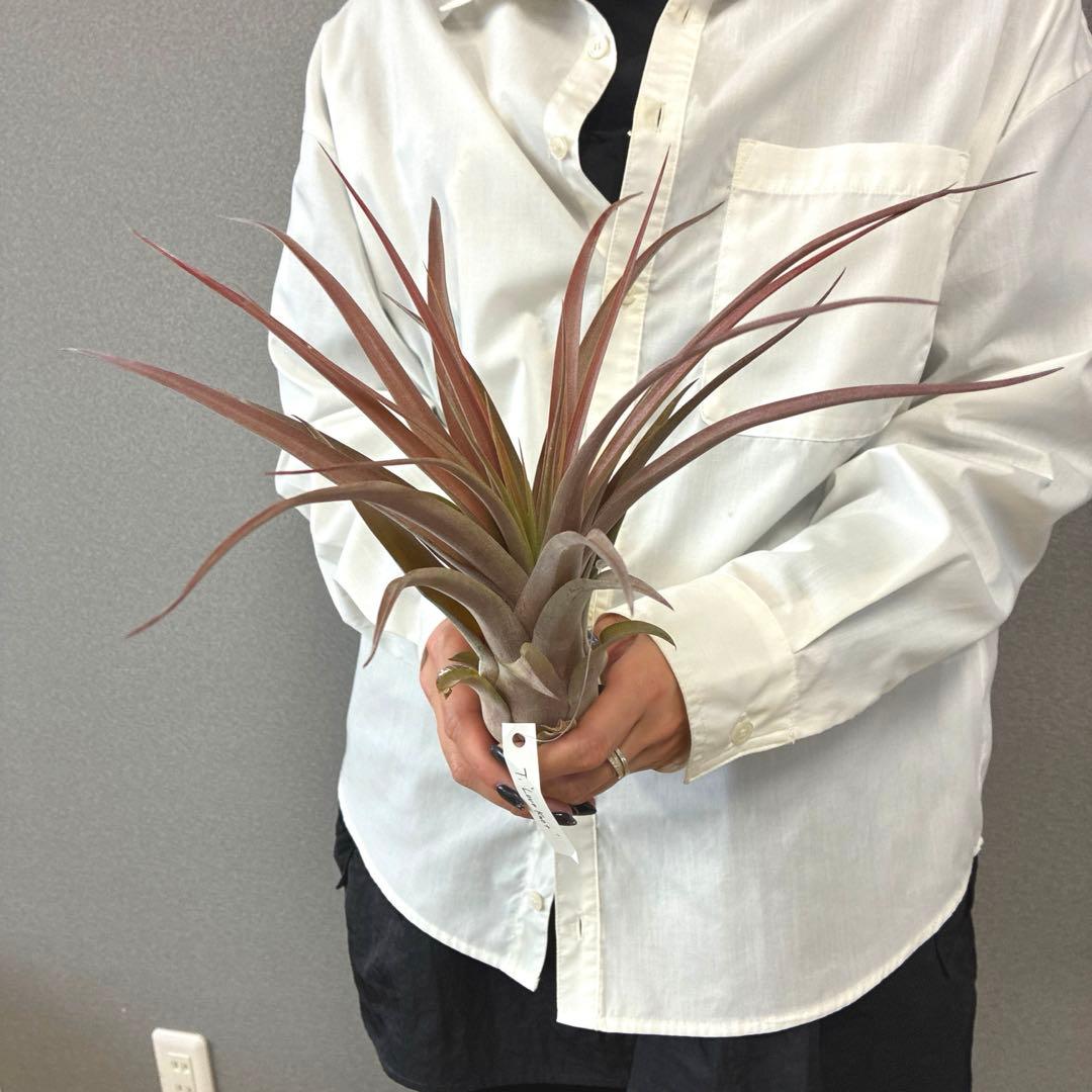 超希少❗️交配種❗️エアプランツ　チランジア　ラブノット✨