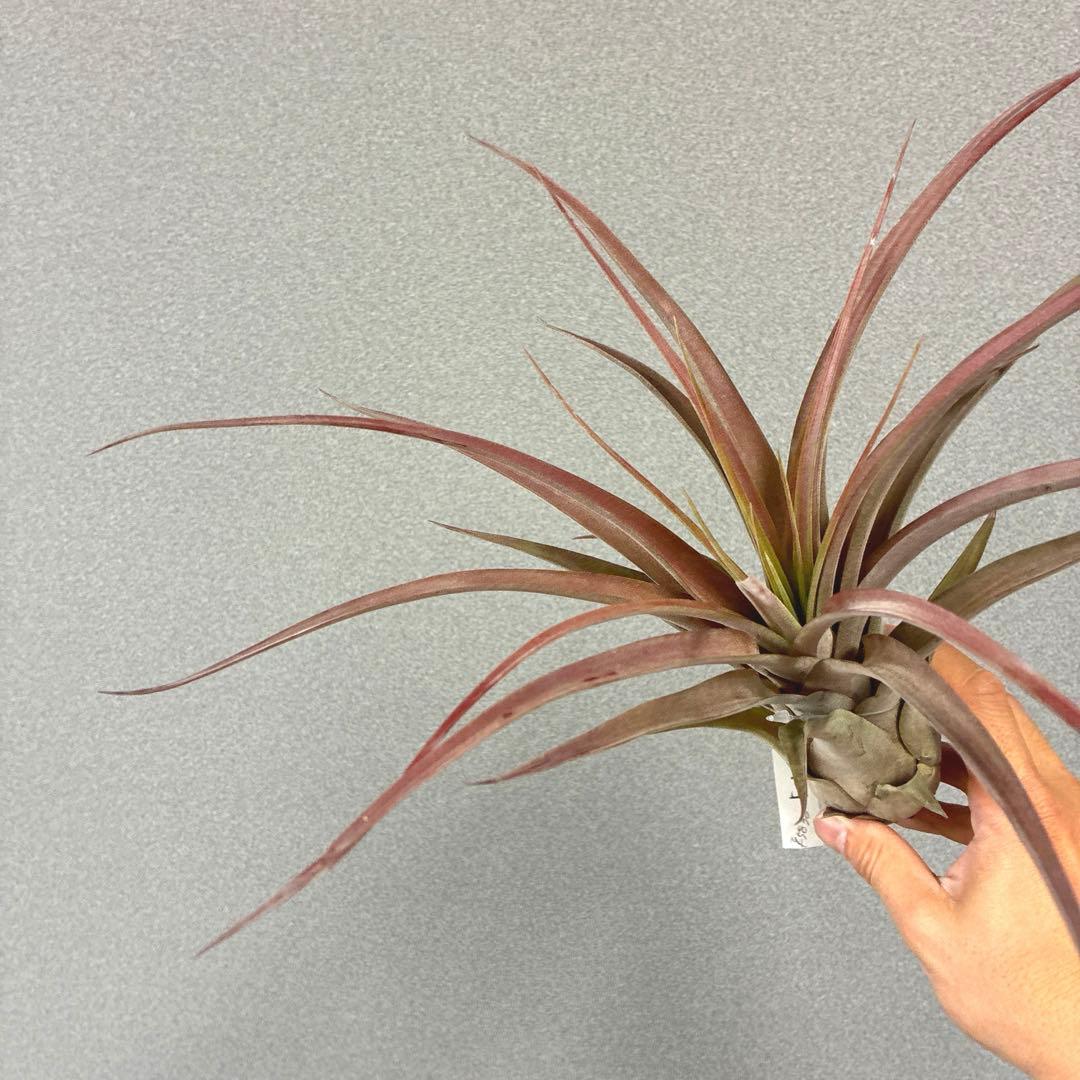 超希少❗️交配種❗️エアプランツ　チランジア　ラブノット✨