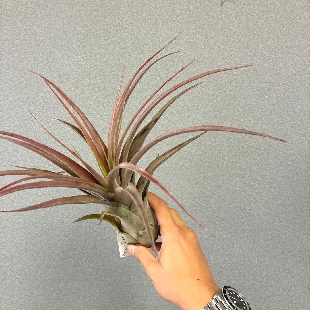 超希少❗️交配種❗️エアプランツ　チランジア　ラブノット✨