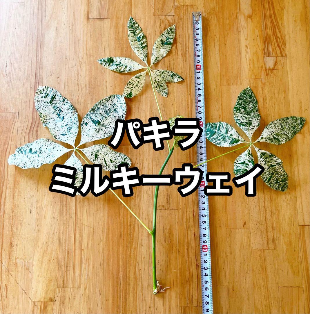 斑入りパキラ　ミルキーウェイ　カット苗発根済
