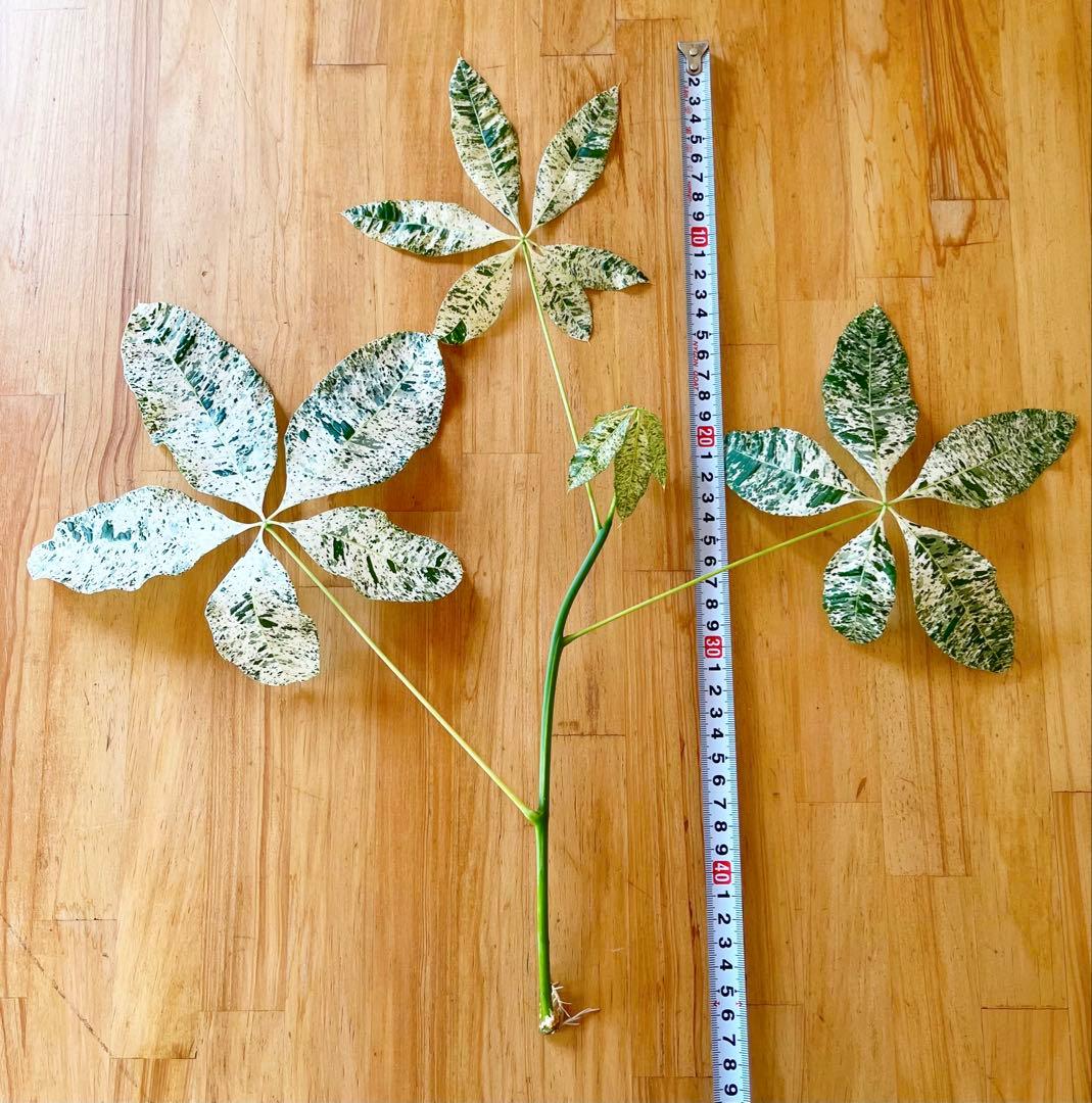 斑入りパキラ　ミルキーウェイ　カット苗発根済