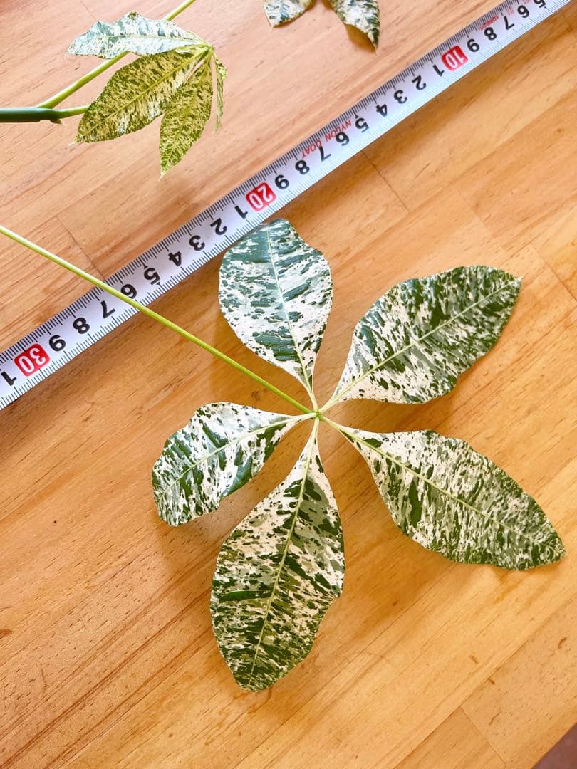 斑入りパキラ　ミルキーウェイ　カット苗発根済