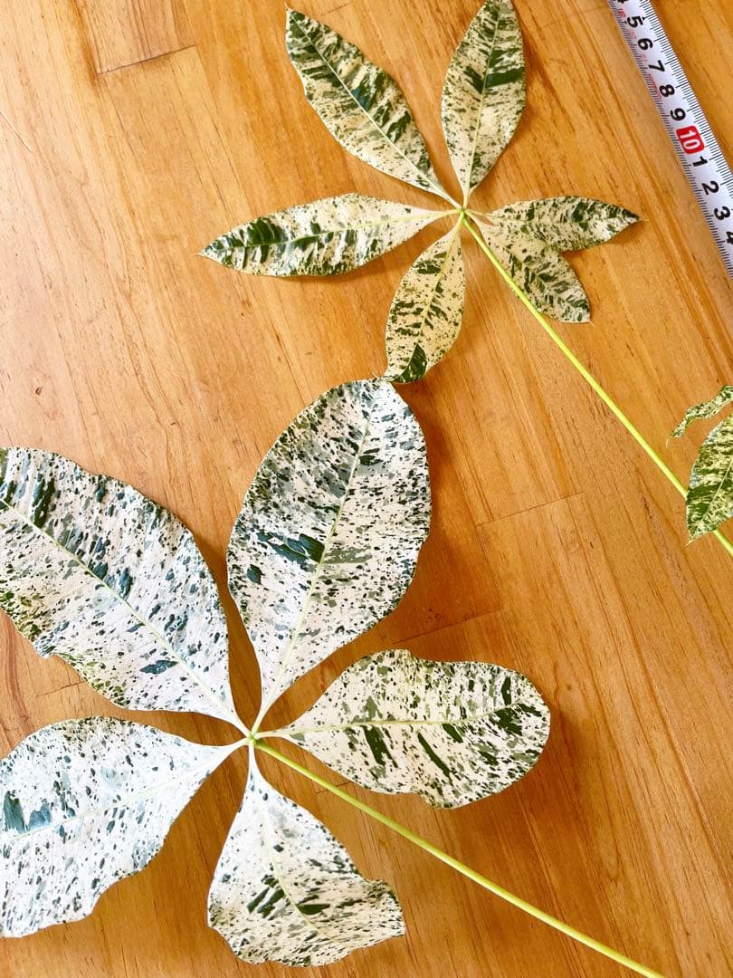 斑入りパキラ　ミルキーウェイ　カット苗発根済