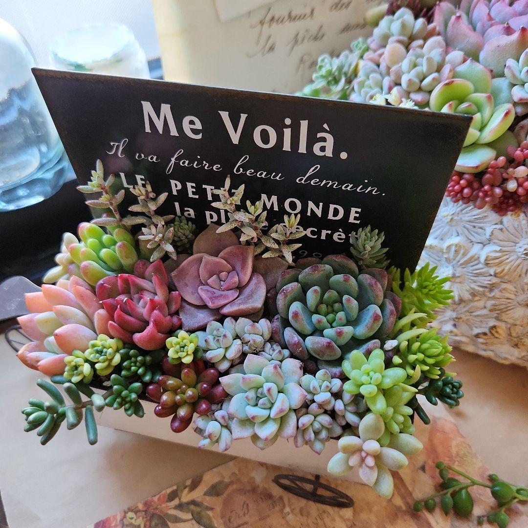 多肉植物寄せ植え　そのまま飾れる　2つセット♪︎