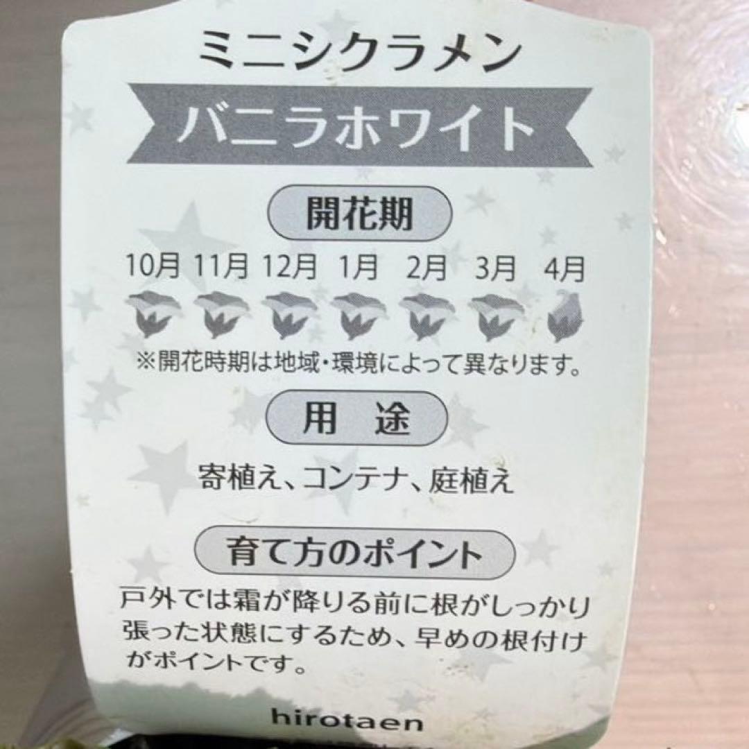 【レア】ミニシクラメン　バニラホワイト《12/20》ガーデンシクラメン