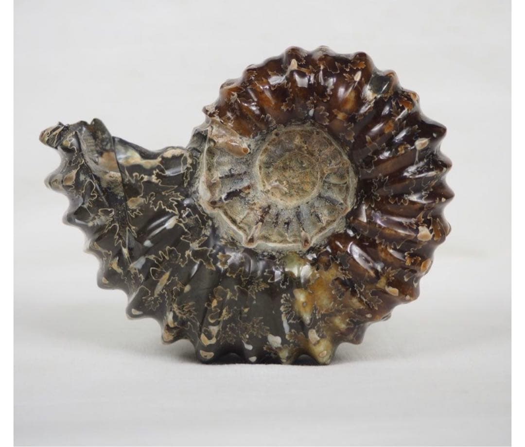 送料無料　鮮やかな化石置物　台付き　★入手困難★