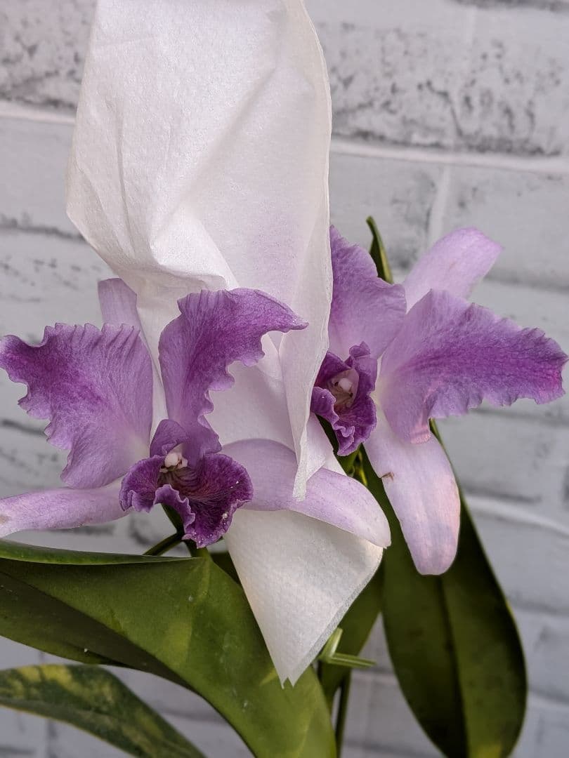 洋ラン　カトレア　No.2 マリーエリザベスボーン　ロイヤル　フレア