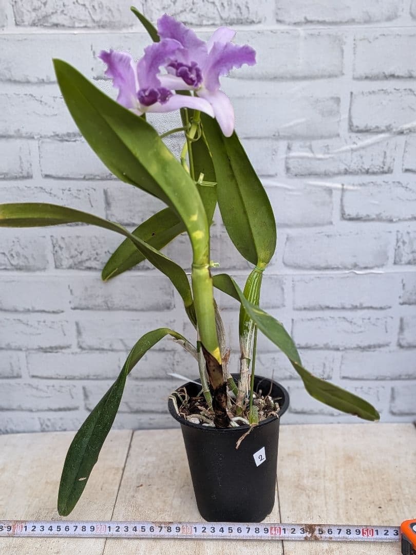 洋ラン　カトレア　No.2 マリーエリザベスボーン　ロイヤル　フレア