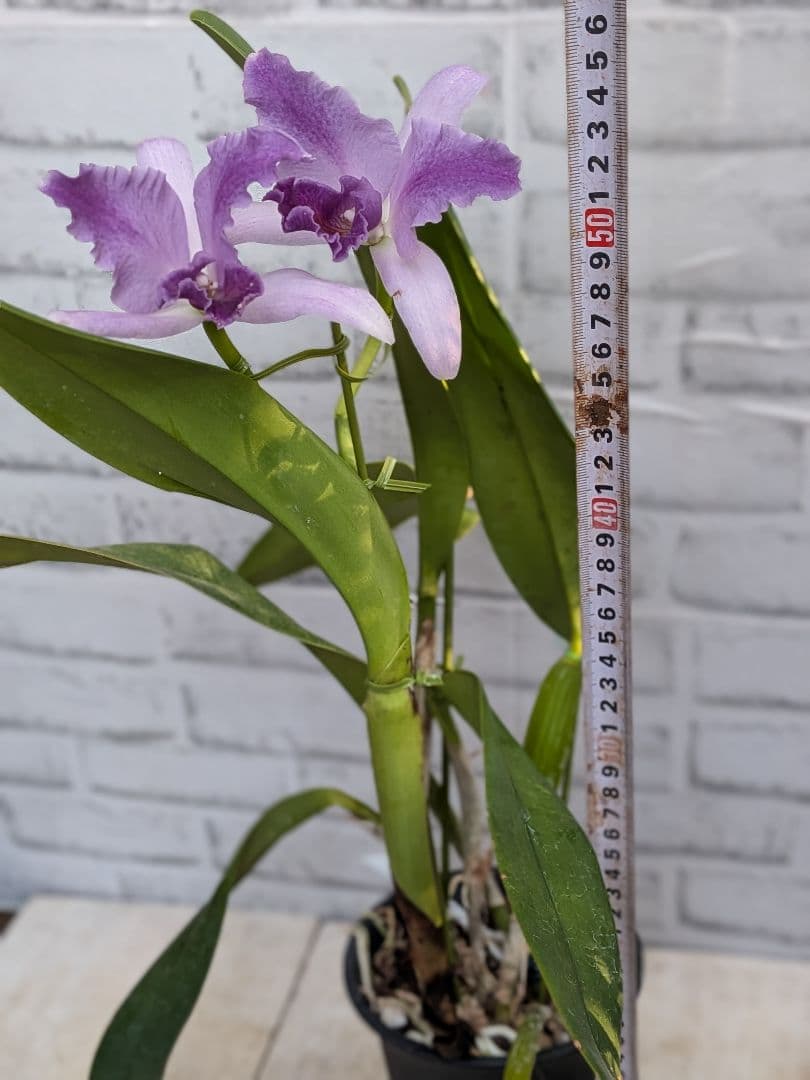 洋ラン　カトレア　No.2 マリーエリザベスボーン　ロイヤル　フレア