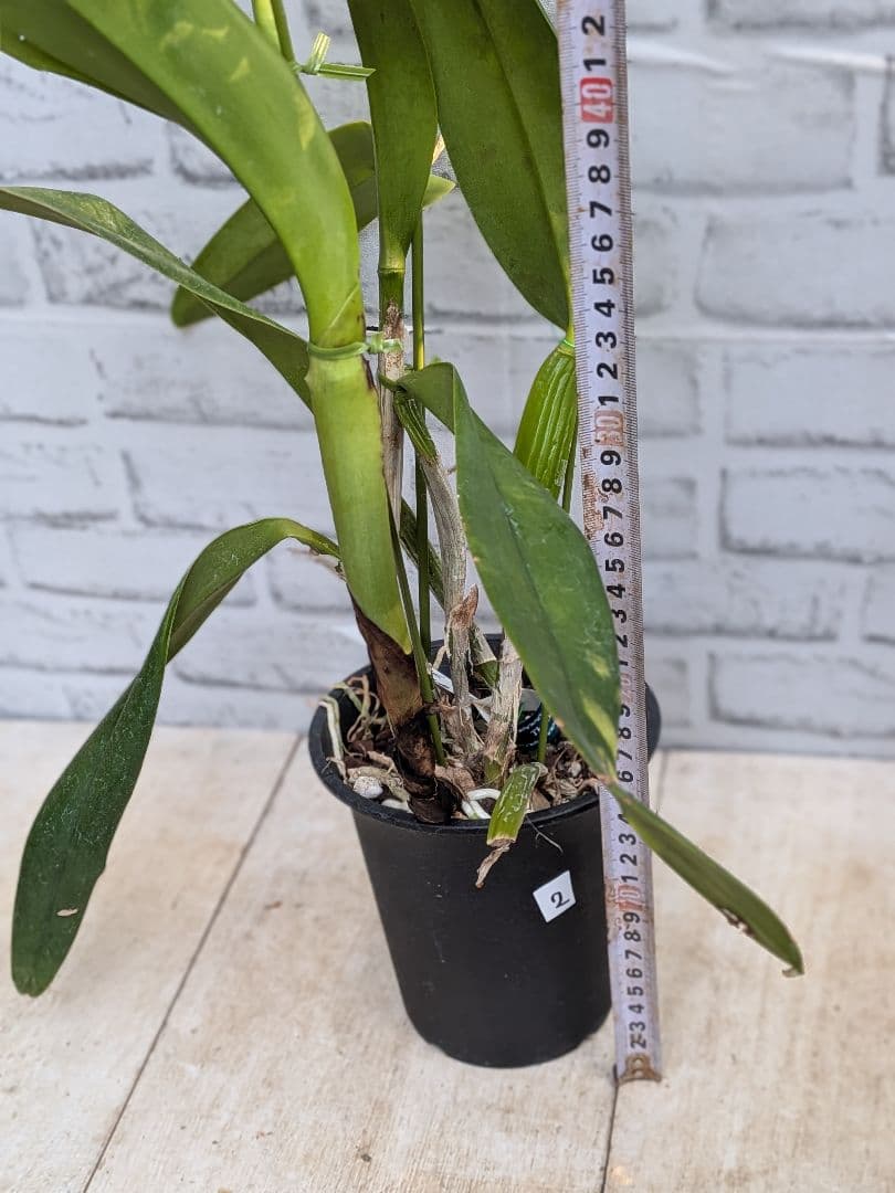 洋ラン　カトレア　No.2 マリーエリザベスボーン　ロイヤル　フレア