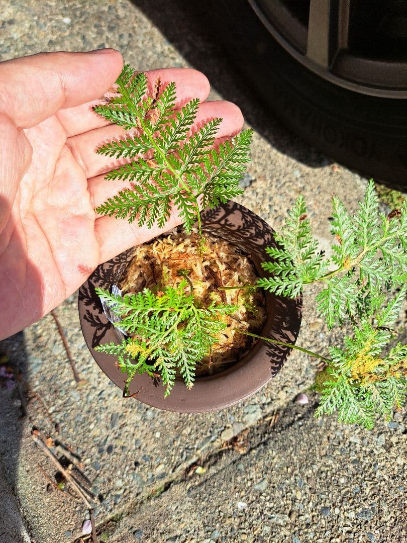 *熱帯植物　シダ　キクシノブの仲間　Pulau Yapen TK1125　タグ付