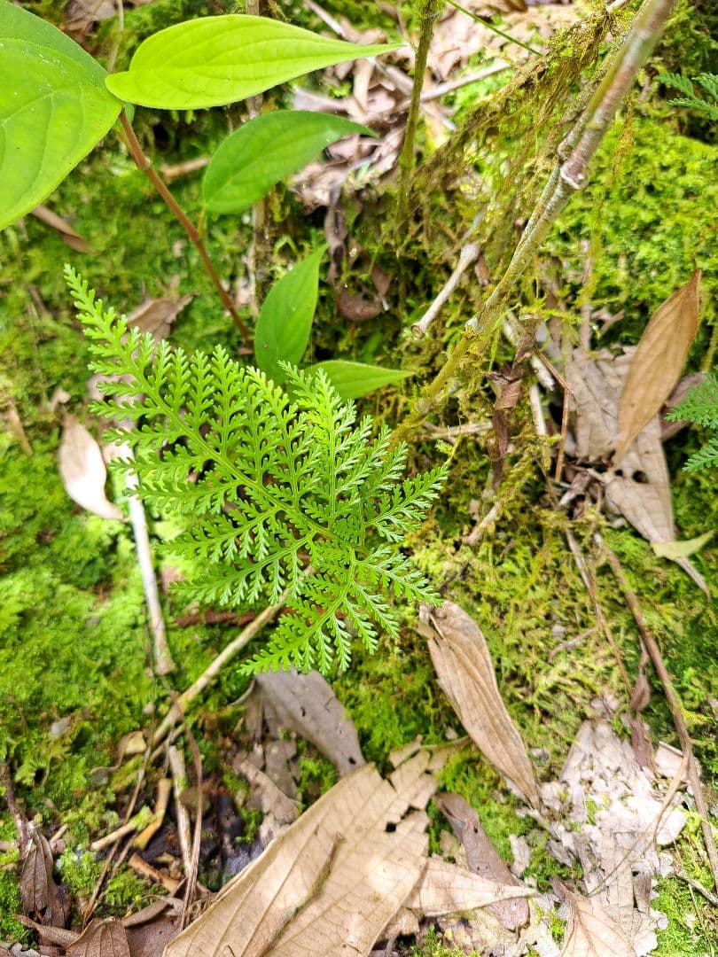 *熱帯植物　シダ　キクシノブの仲間　Pulau Yapen TK1125　タグ付