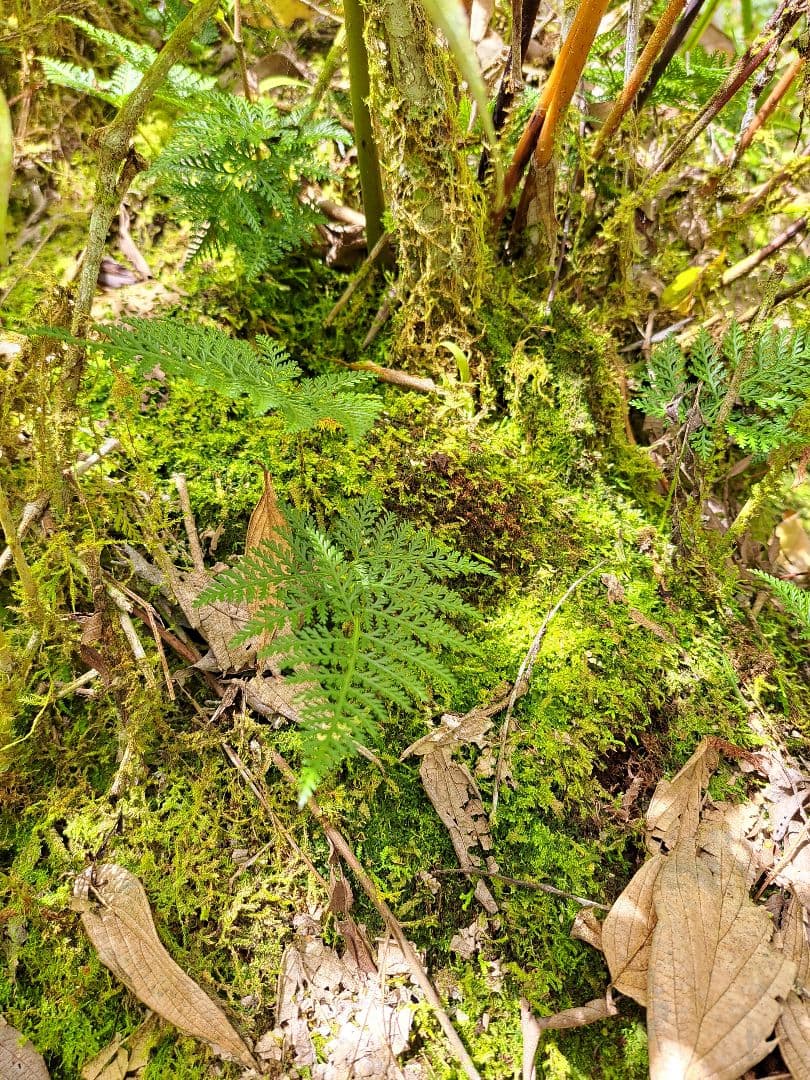 *熱帯植物　シダ　キクシノブの仲間　Pulau Yapen TK1125　タグ付