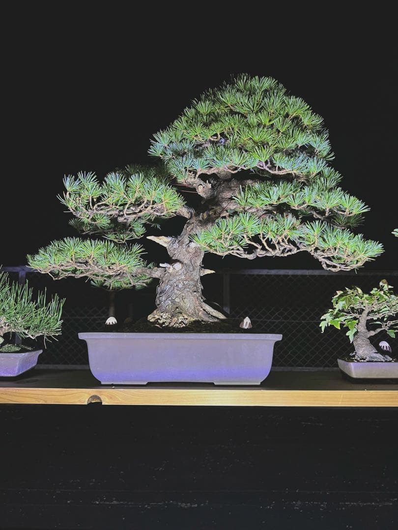 五葉松盆栽