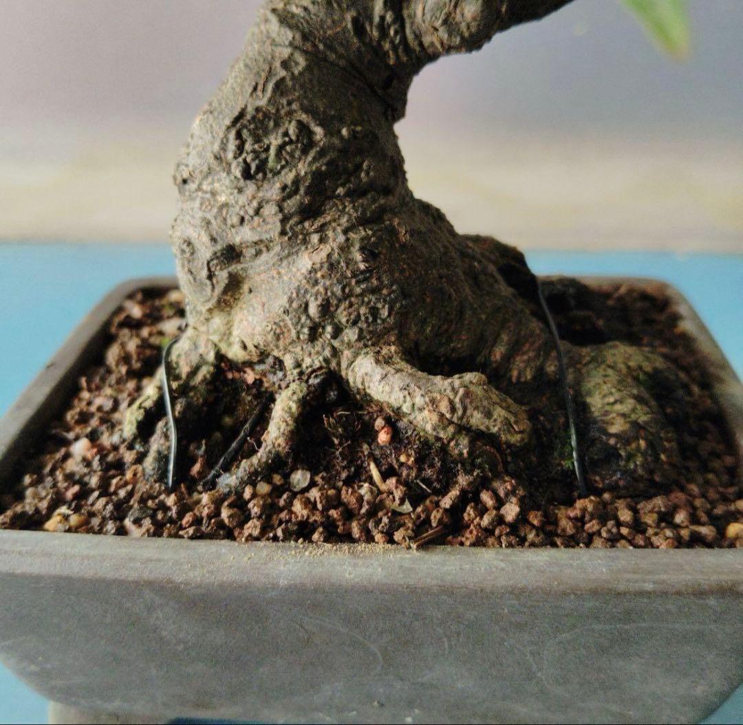 五葉松盆栽