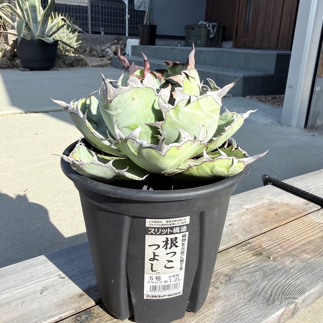 アガベチタノタブラックアンドブルー