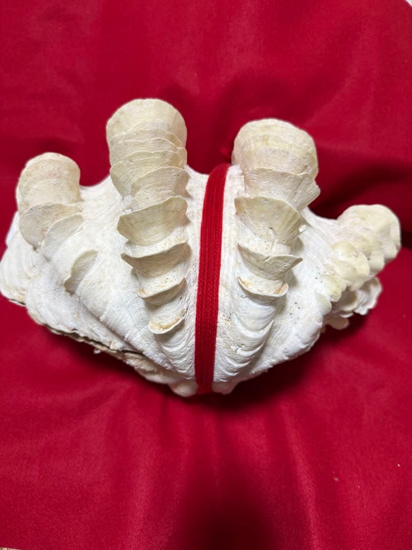 貝殻(沖縄の青い海の宝) ヒレシャコガイ