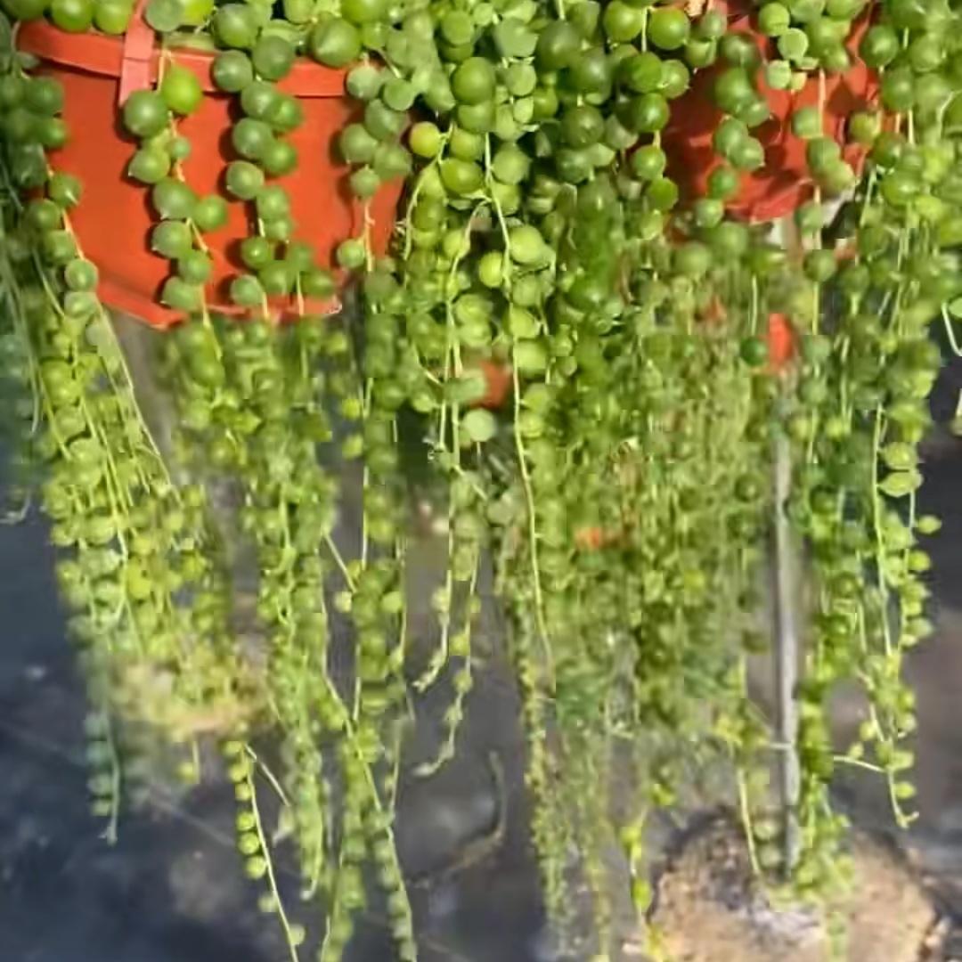 Top【選抜株】多肉植物　23007緑の鈴 セネシオ　10個　鉢無し/脱土