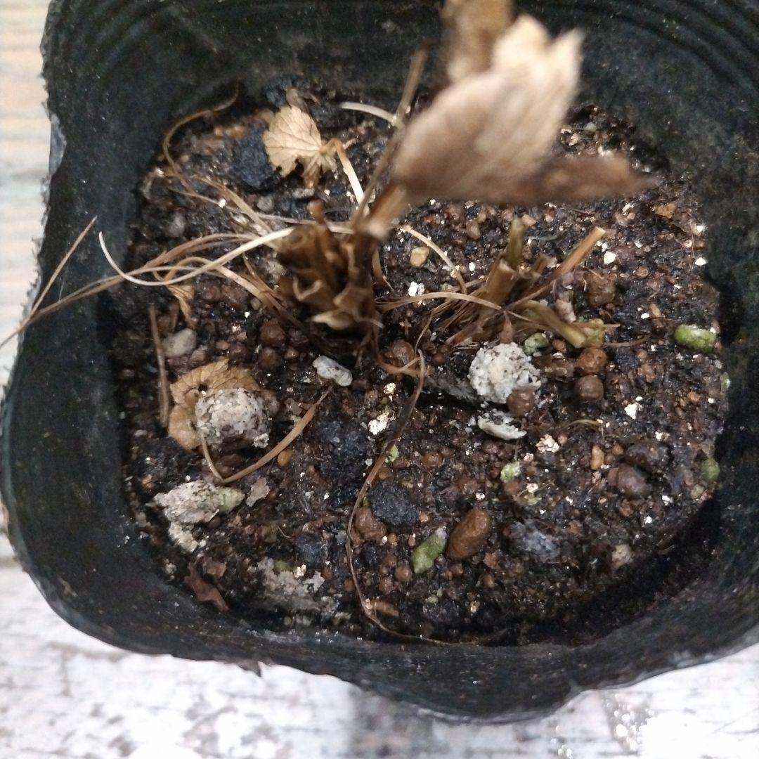 MICO　　花苗　アストランティア　ローマ　宿根草