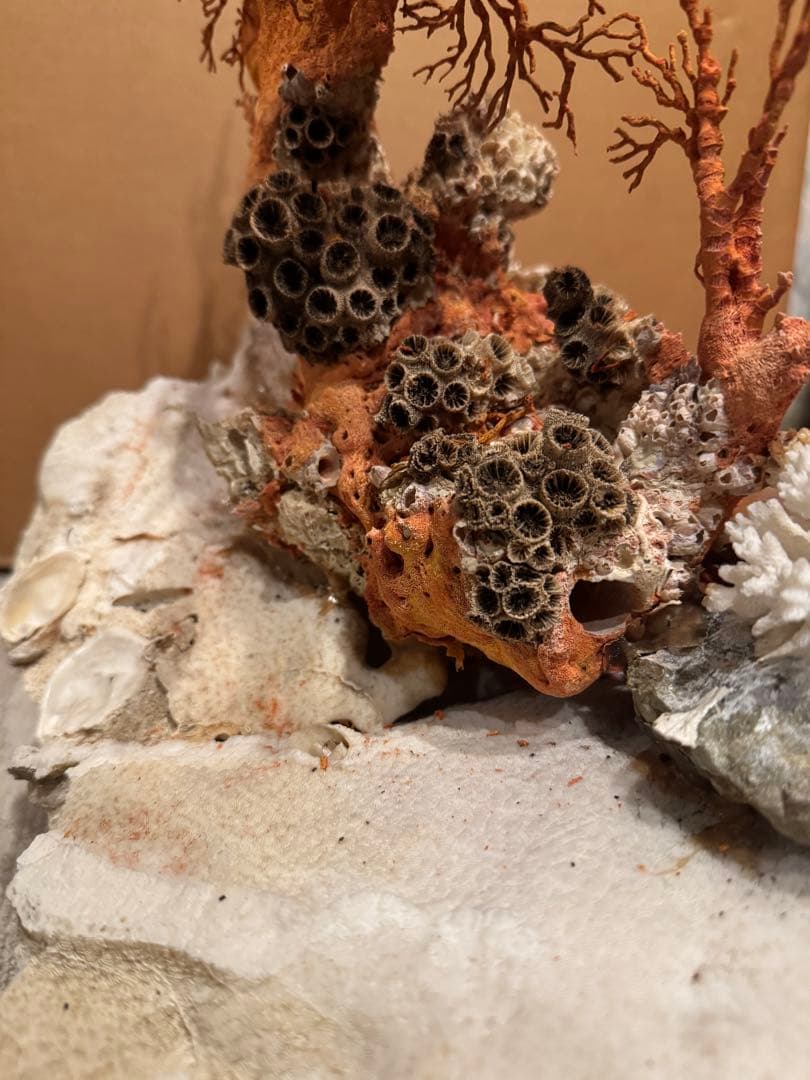 希少 サンゴ 天然珊瑚 原木 コーラル 赤 桃色 インテリア置物