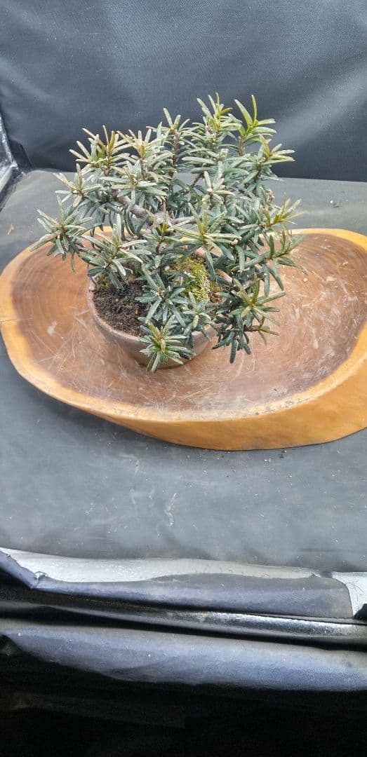 小品盆栽一位
