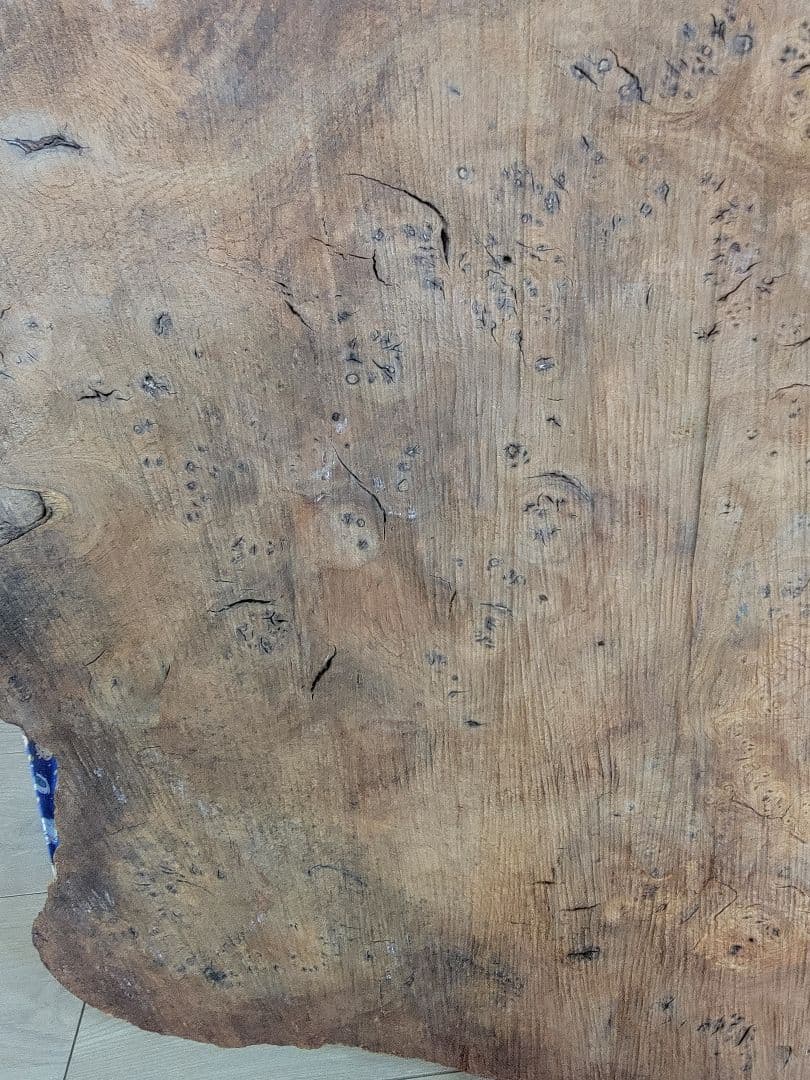 にれの木　こぶ　瘤　　昭和４９年　大型　　北海道札幌市　引き取り大歓迎