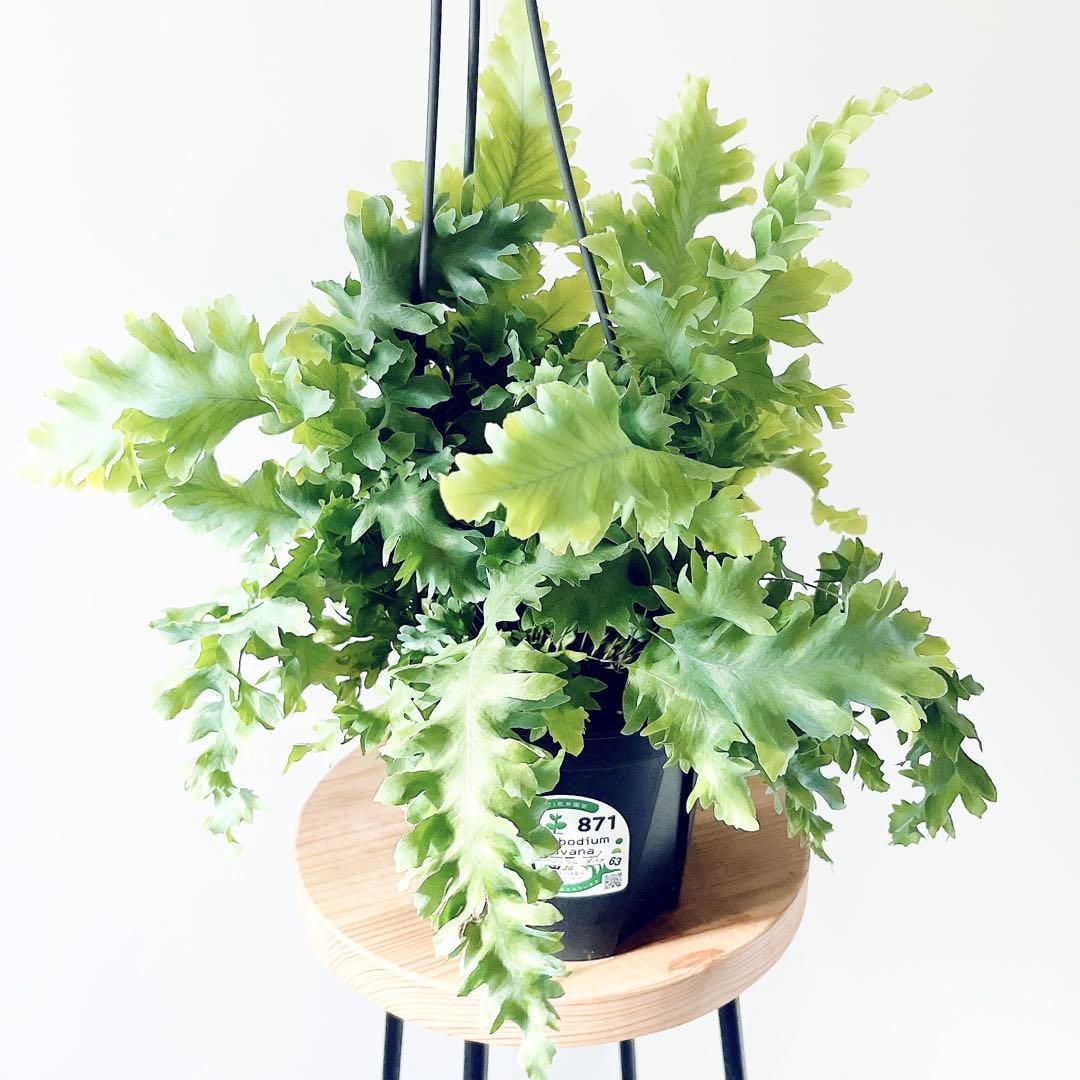 登録品種 フレボディウム ダバナ 観葉植物 吊り下げ calm cafe63