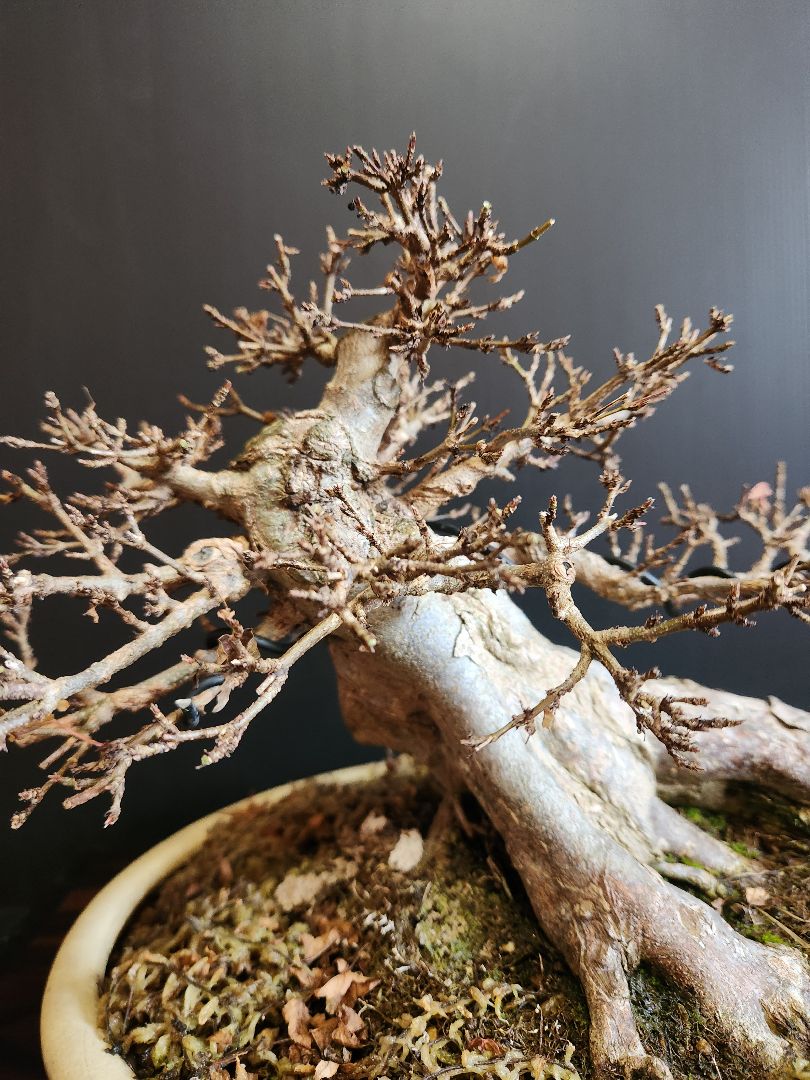 【写真追加】楓 かえで カエデ 楓盆栽 かえで盆栽 小品盆栽 紅葉小葉性黎鳳