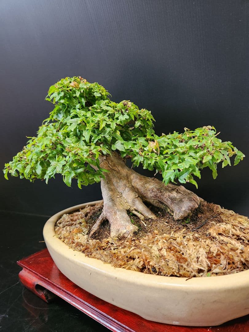 【写真追加】楓 かえで カエデ 楓盆栽 かえで盆栽 小品盆栽 紅葉小葉性黎鳳