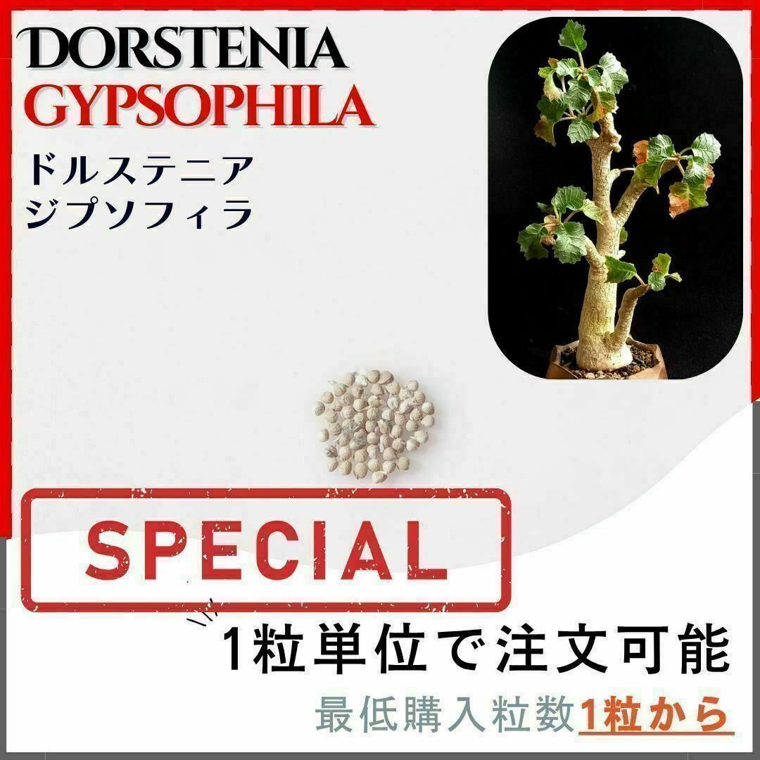 【猫とコーデックス】