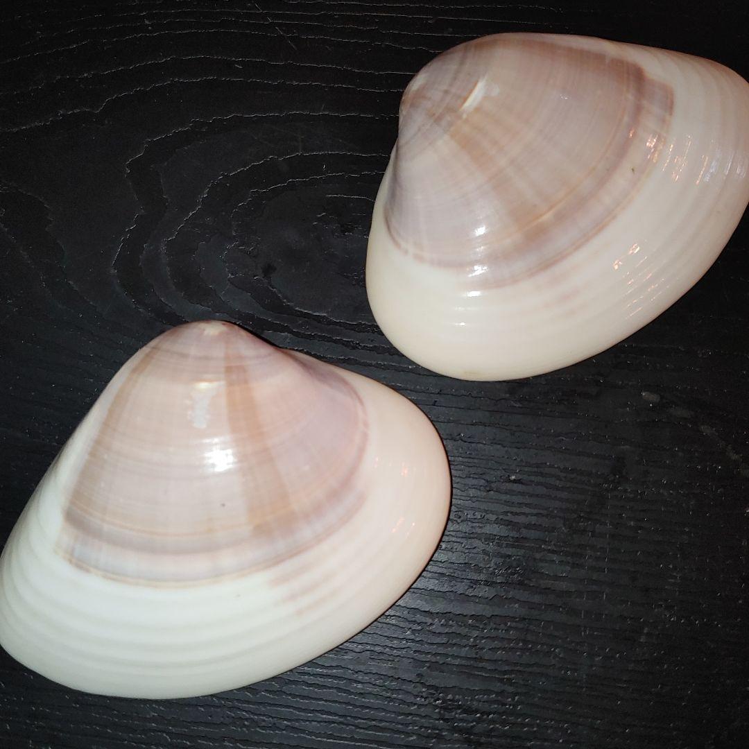 京都　貝合わせ　蛤合わせ