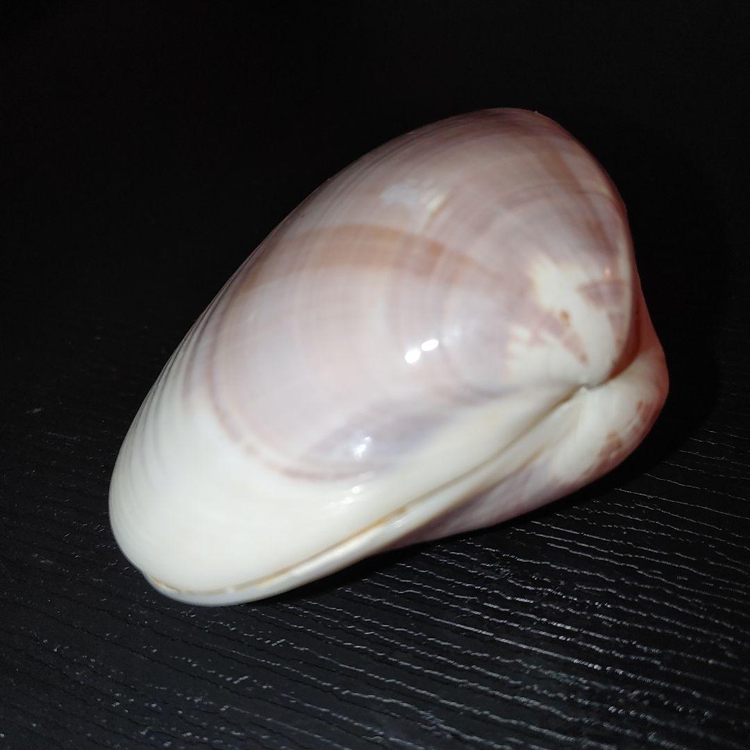 京都　貝合わせ　蛤合わせ