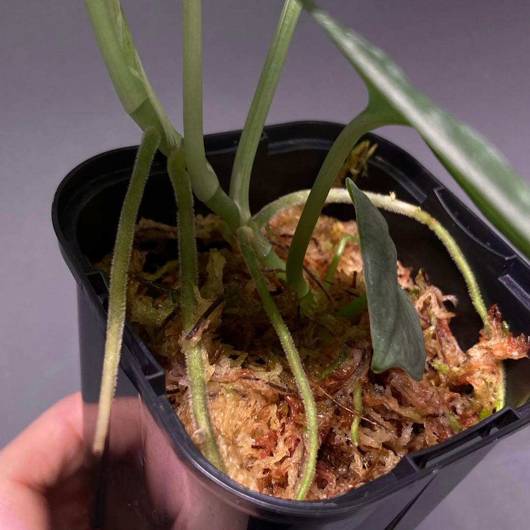 №141 スキンダプサス Sp. NOID