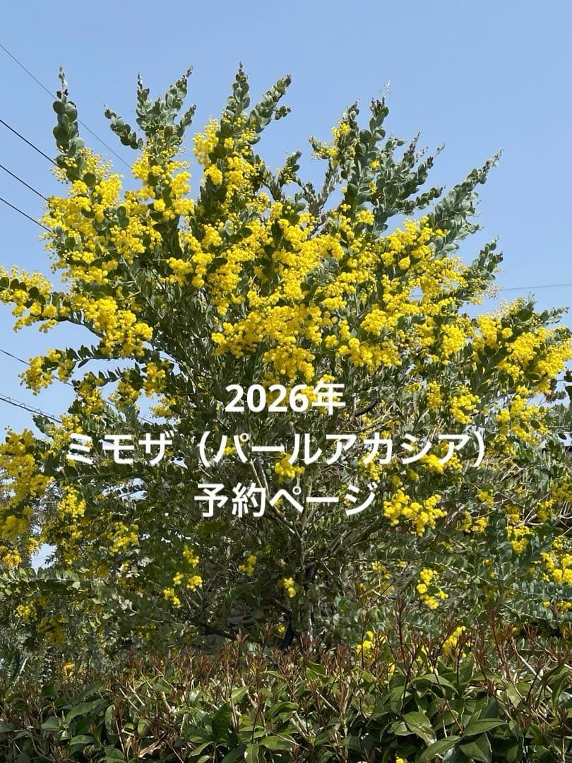 フレッシュミモザ（パールアカシア）