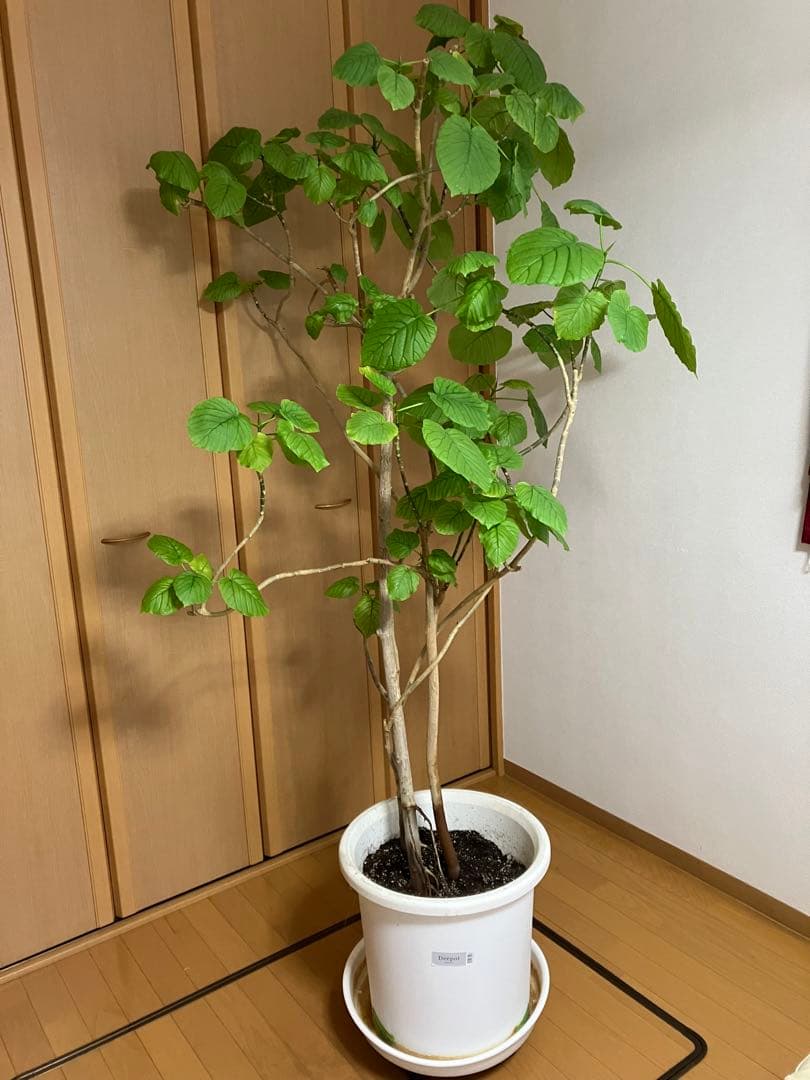 観葉植物　フィッカス　ウンベラータ