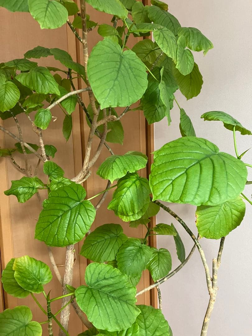 観葉植物　フィッカス　ウンベラータ