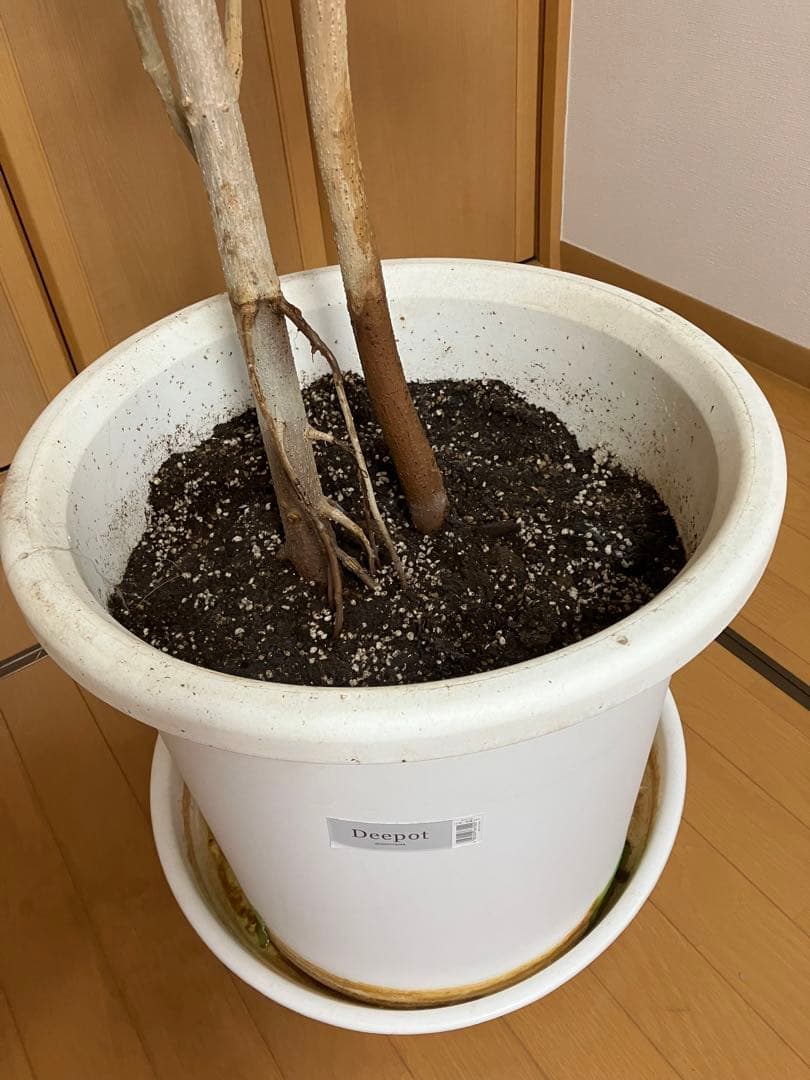 観葉植物　フィッカス　ウンベラータ