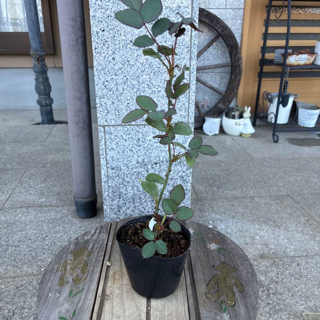 バラ苗　購入前にコメント