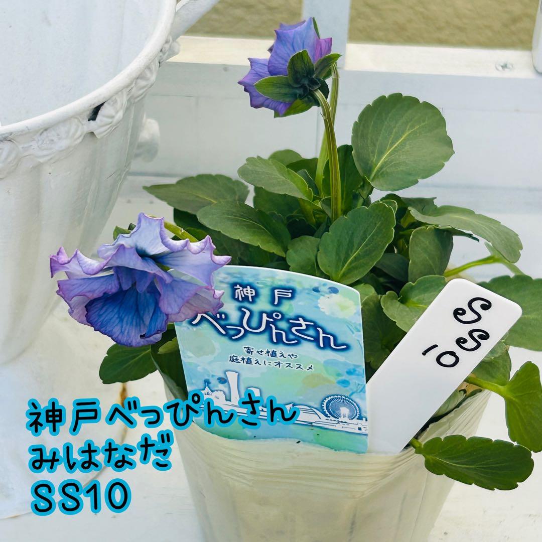 ◆◆Mieさま　ＳＳ10♥神戸べっぴんさん　みはなだ♥合計5ポット