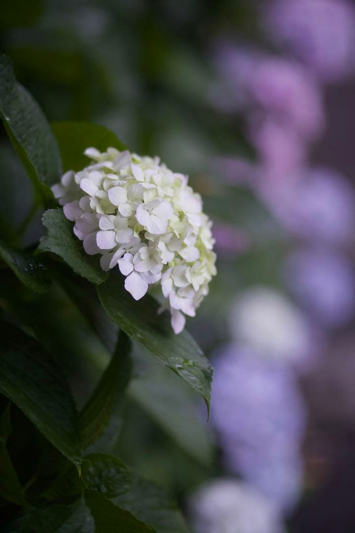 Canon EF 85mm F1.8 USM 【訳あり】