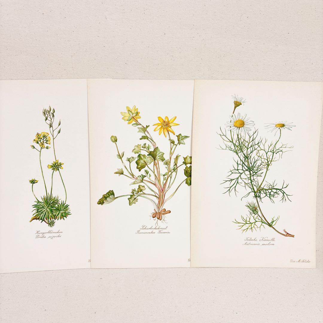 ⑦ Elsa Felsko 植物図鑑 15枚 Blumen