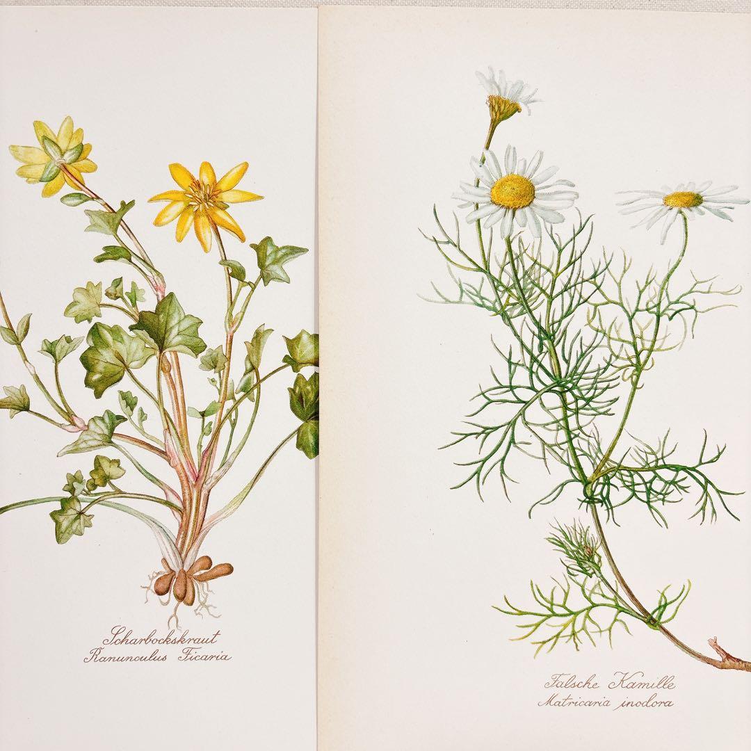 ⑦ Elsa Felsko 植物図鑑 15枚 Blumen