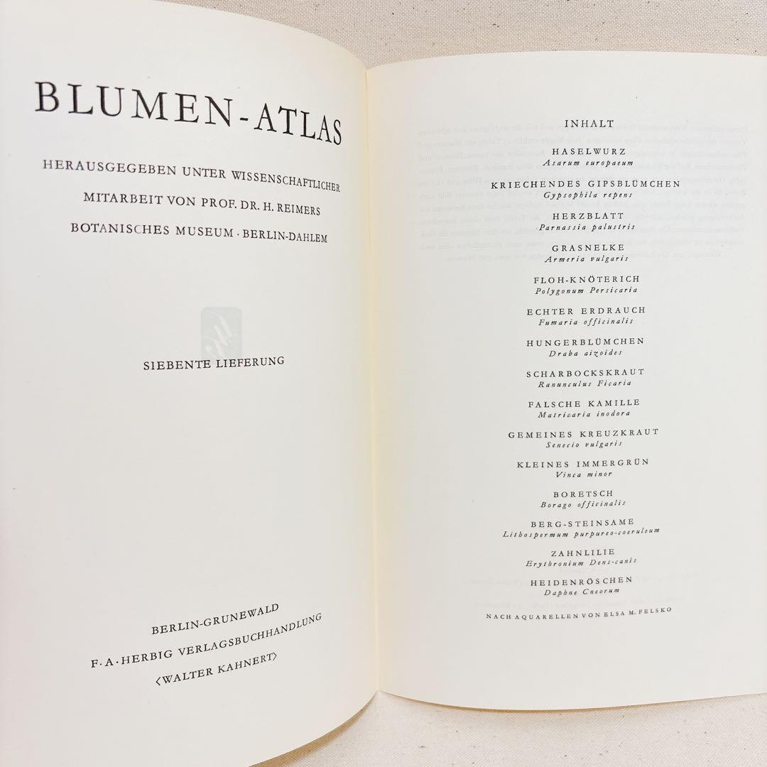 ⑦ Elsa Felsko 植物図鑑 15枚 Blumen