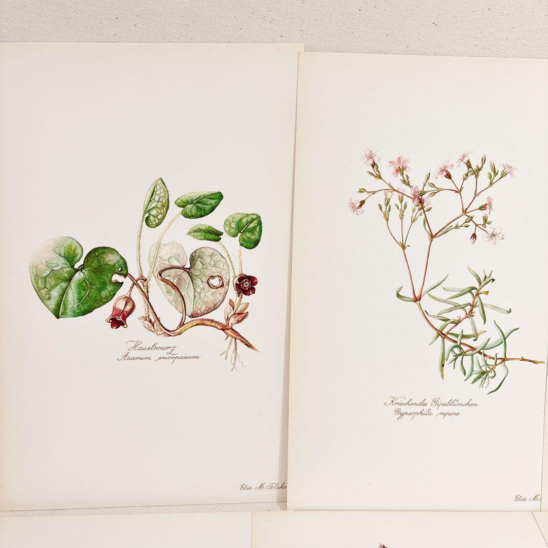 ⑦ Elsa Felsko 植物図鑑 15枚 Blumen