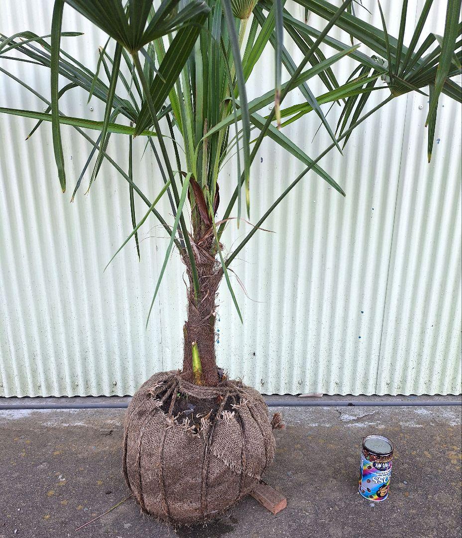 シュロ　(しゅろの木)