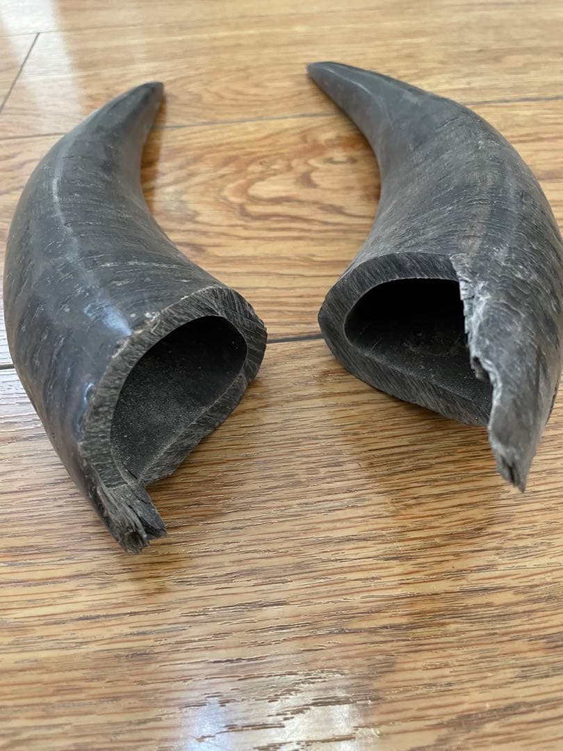 水牛角未加工