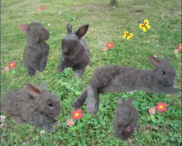 羊毛フェルト　確認用