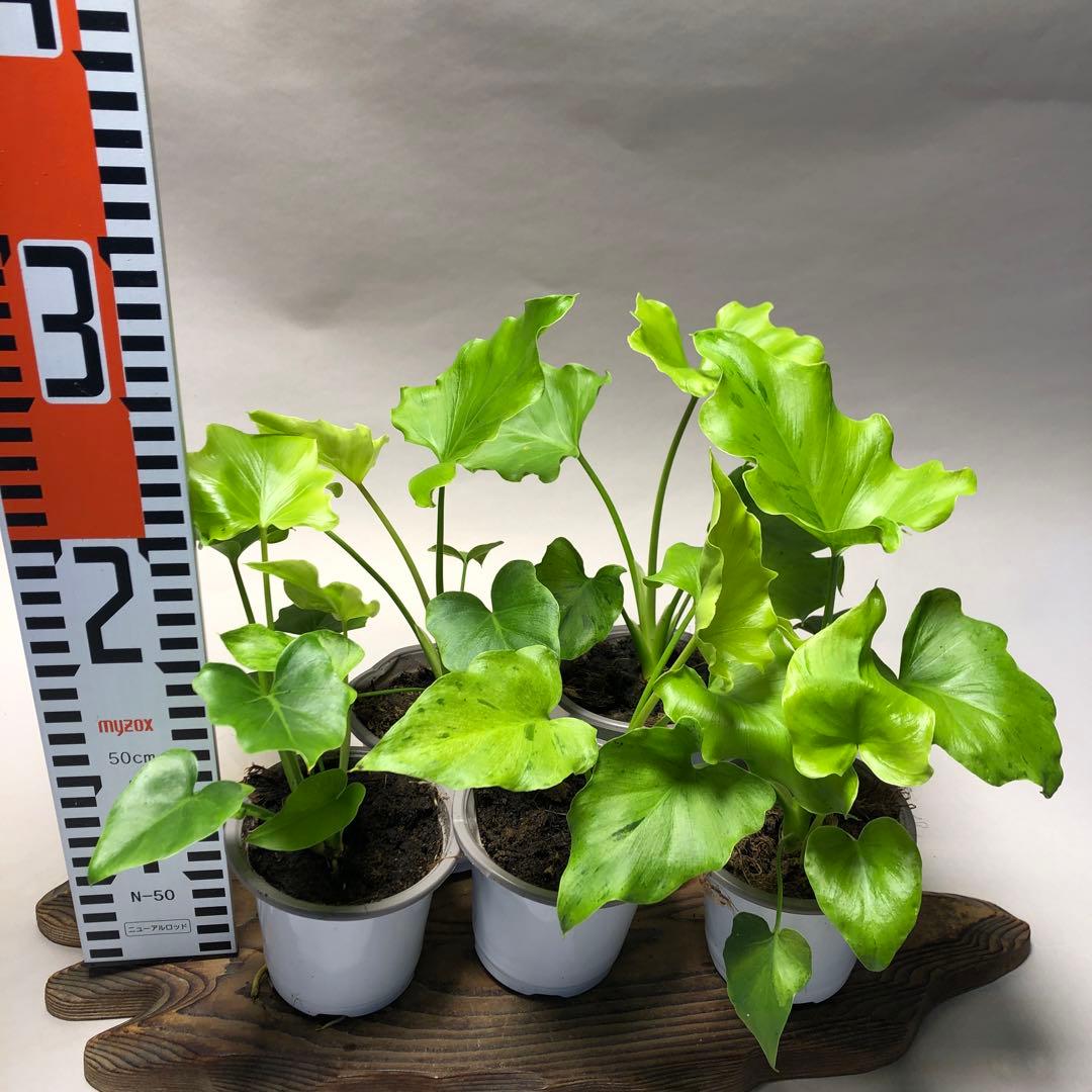 MS07 5株セット フィロデンドロン・セローム・斑入り　希少品種　観葉植物